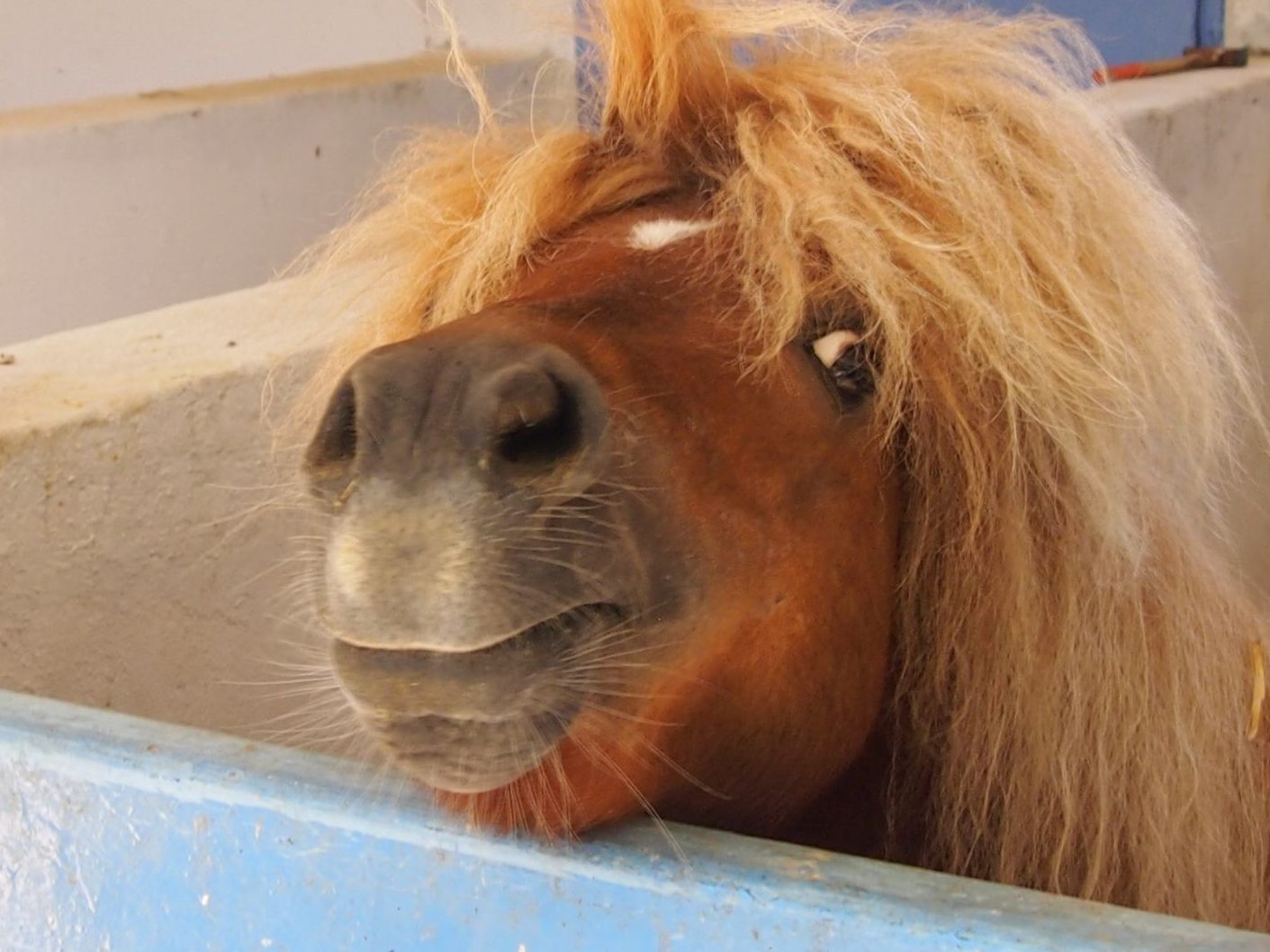 Die Feuerwehr befreite ein eingeklemmtes Pony in NÖ.