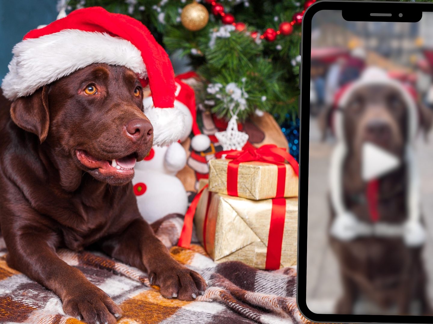Weihnachtshund Hector