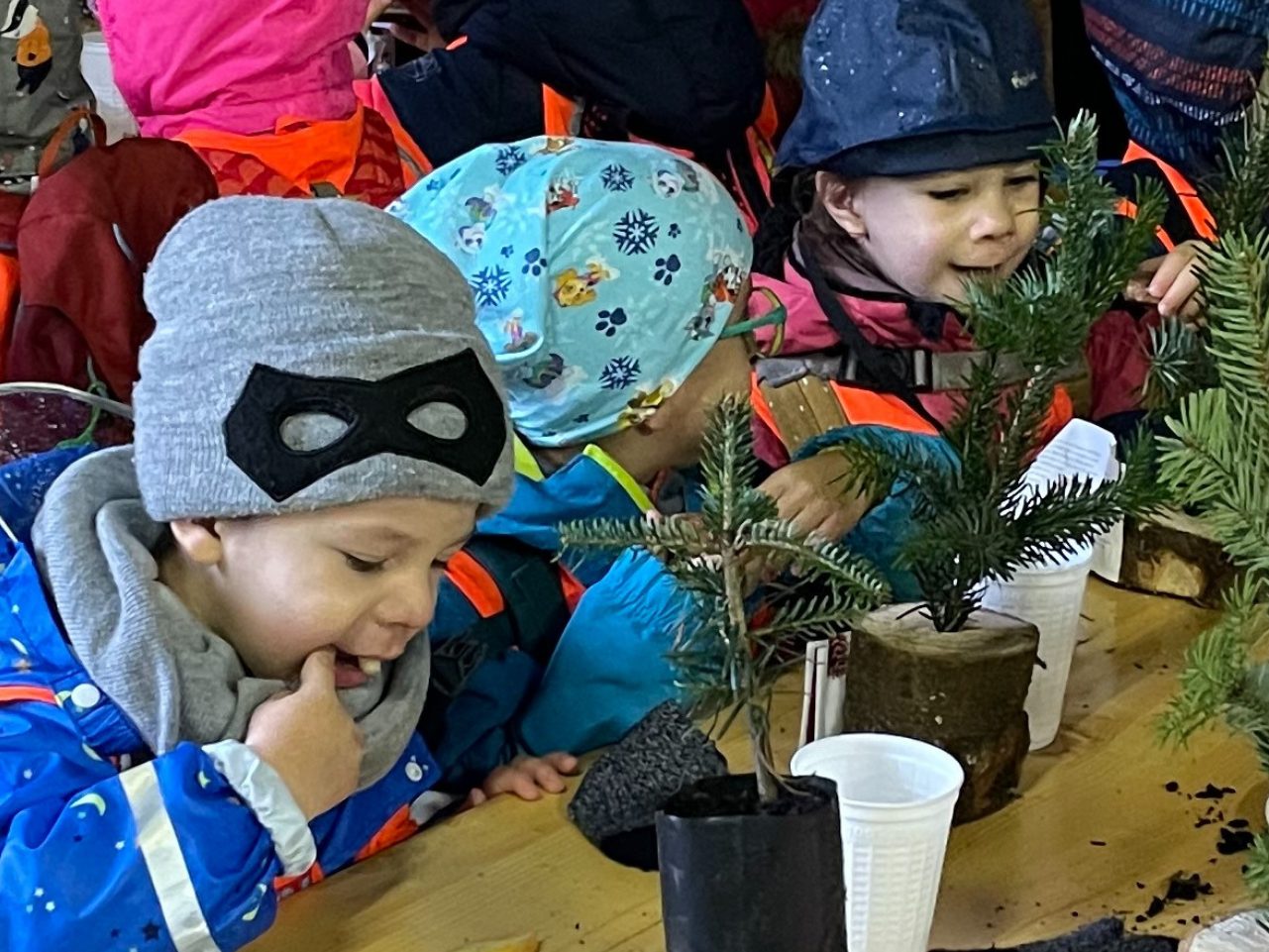 Kinder lernen, wo die heimischen Christbäume herkommen.