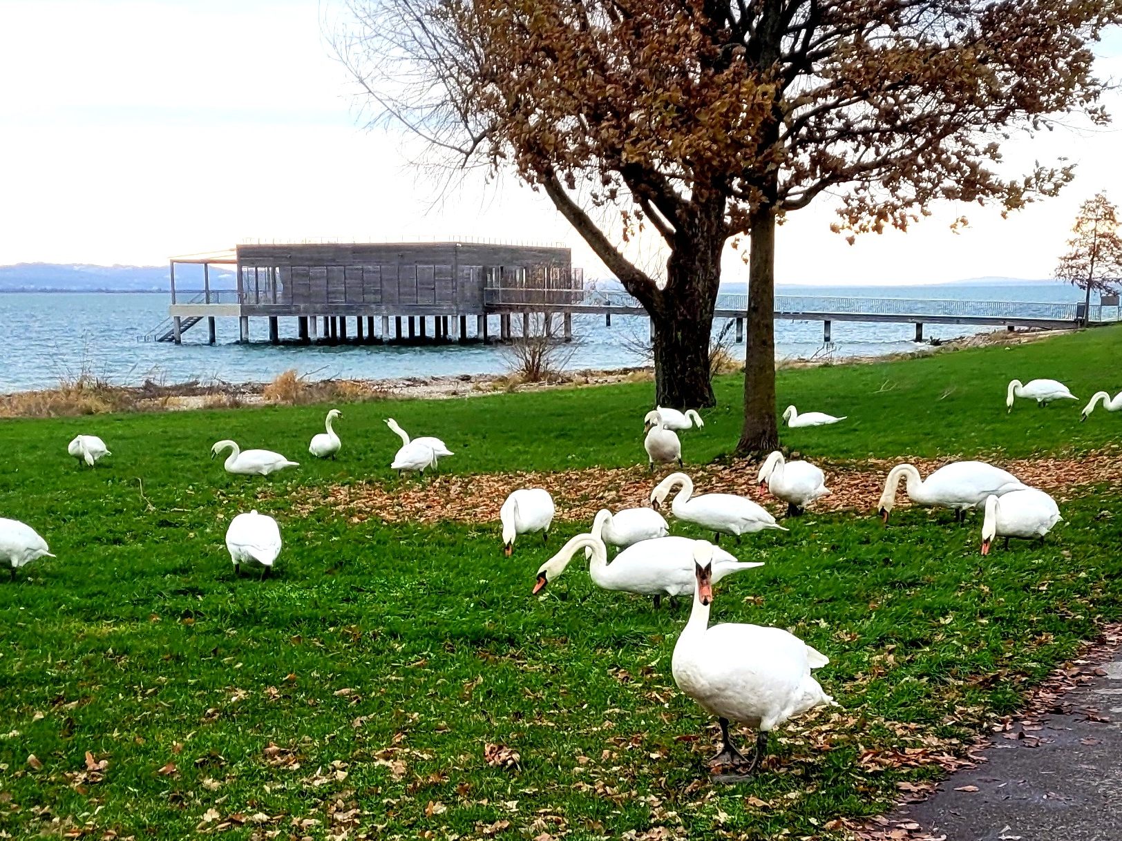 Stolze Bodenseeschwäne grasen auf den Liegewiesen am heimischen Bodenseeufer als beliebtes Fotomotiv der Spaziergänger.