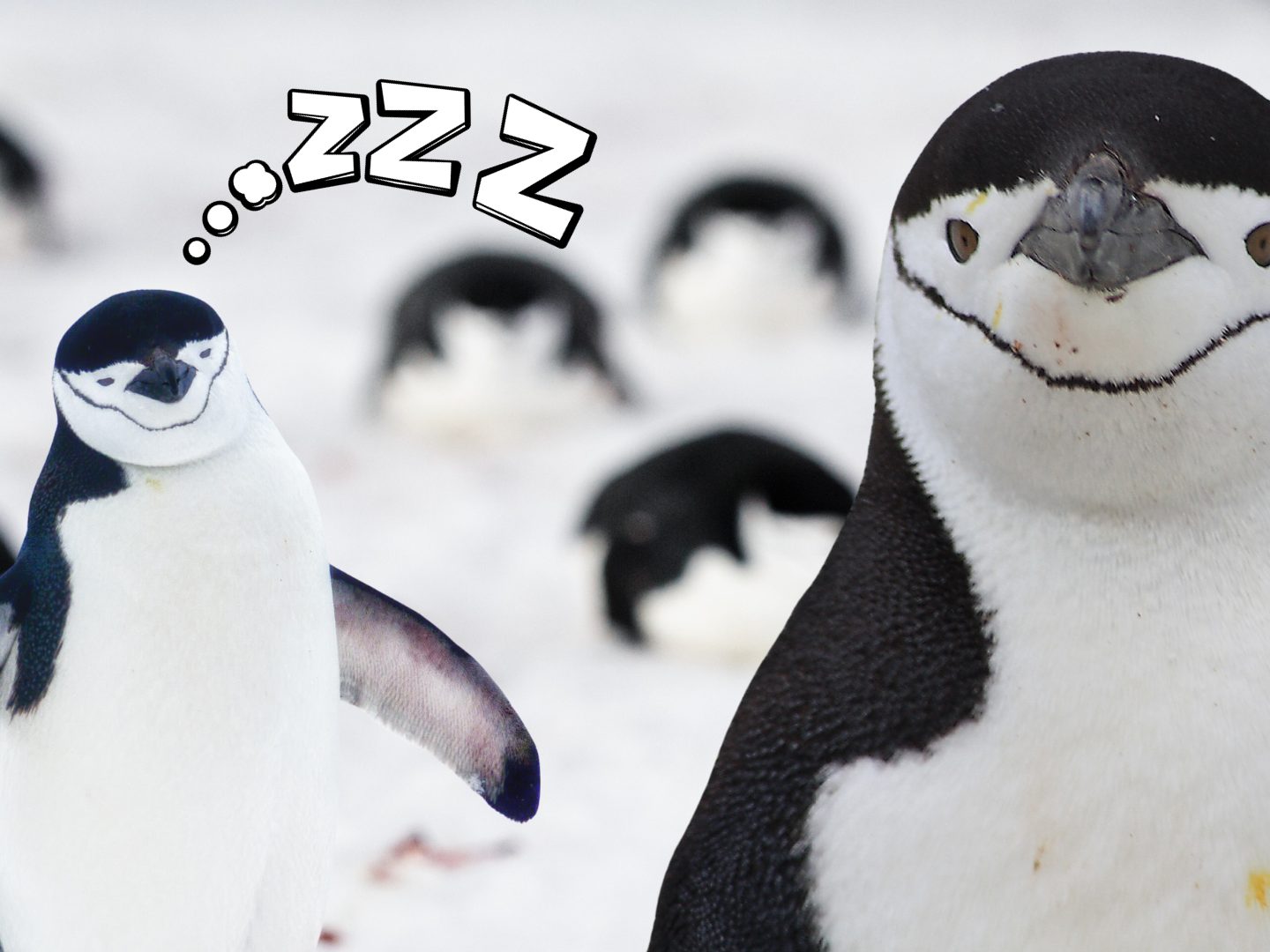 Zügelpinguine