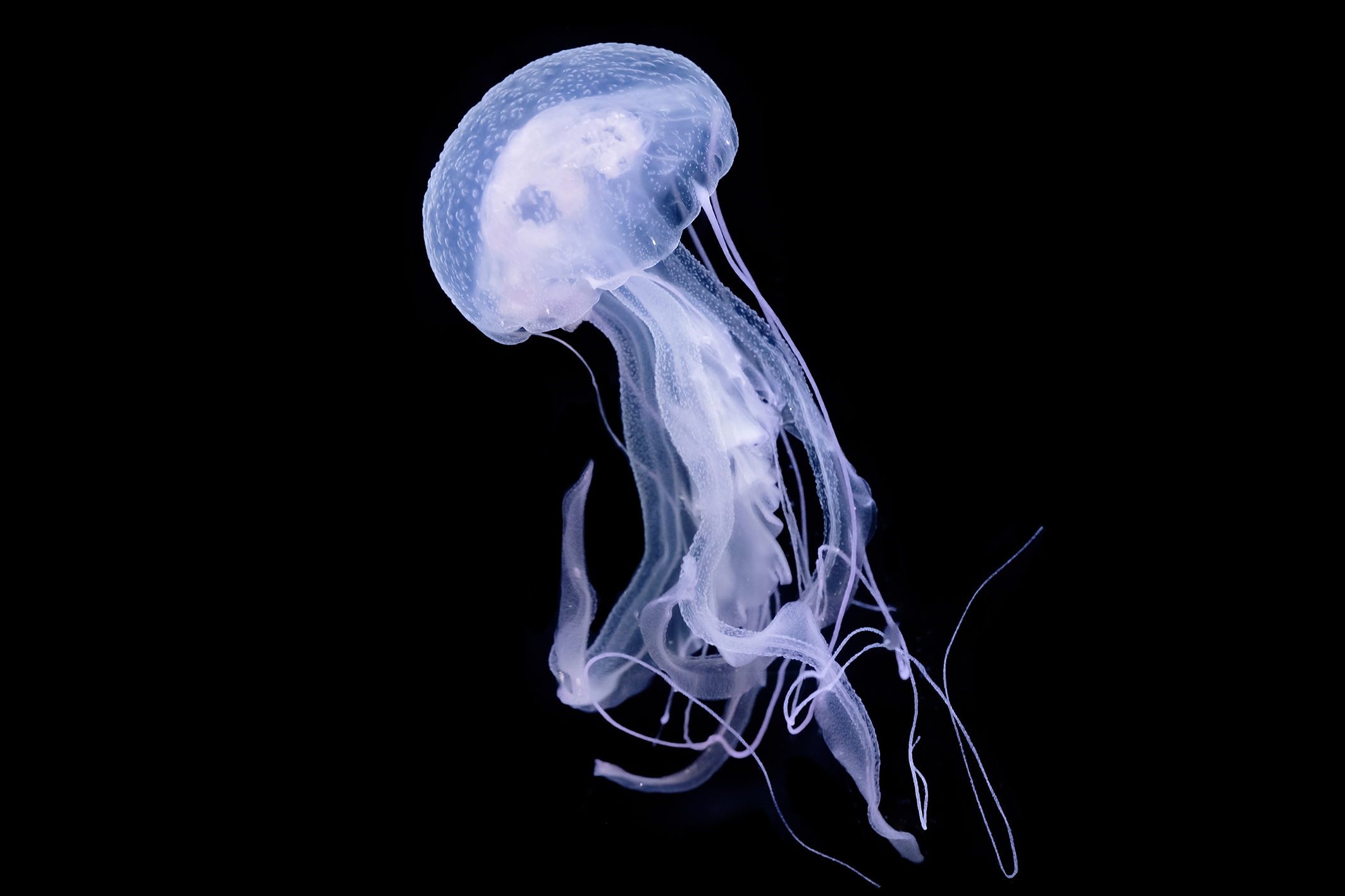 Pazifische Leuchtquallenart ‚Pelagia panopyra‘ Pazifische Leuchtquallenart ‚Pelagia panopyra‘