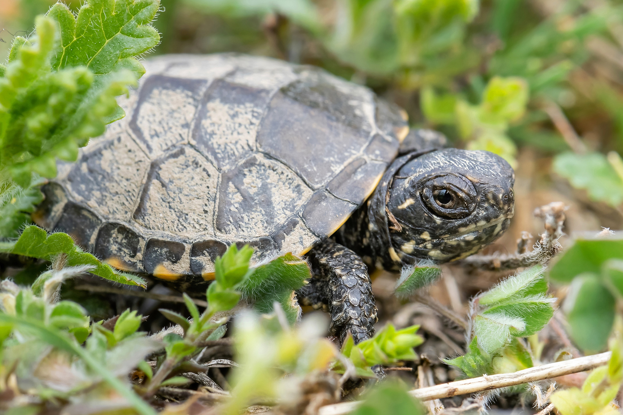 Sumpfschildkröten-Jungtier im Nationalpark Donau-Auen Sumpfschildkröten-Jungtier im Nationalpark Donau-Auen