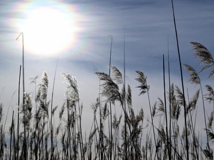 Das Wetter bleibt weiterhin sehr milde für die Jahreszeit.