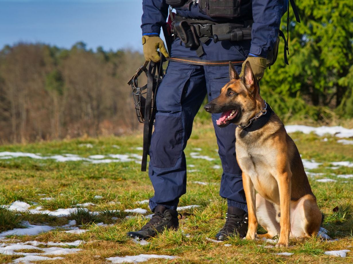 In Niederösterreich gab es eine Übung der Polizeidiensthundeeinheit Wien. In Niederösterreich gab es eine Übung der Polizeidiensthundeeinheit Wien.