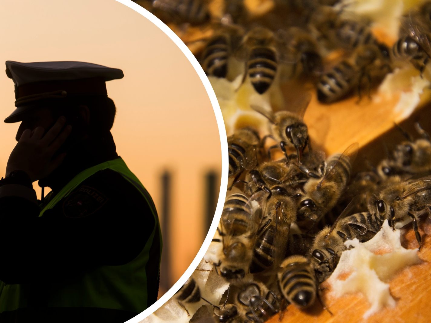 Die Bienenstöcke wurden einfach umgeworfen. Die Bienenstöcke wurden einfach umgeworfen.
