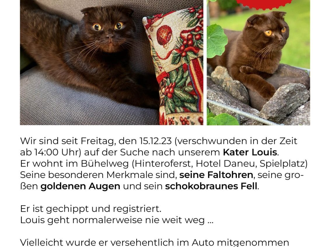 Louis wo bist du? Finderlohn 500€