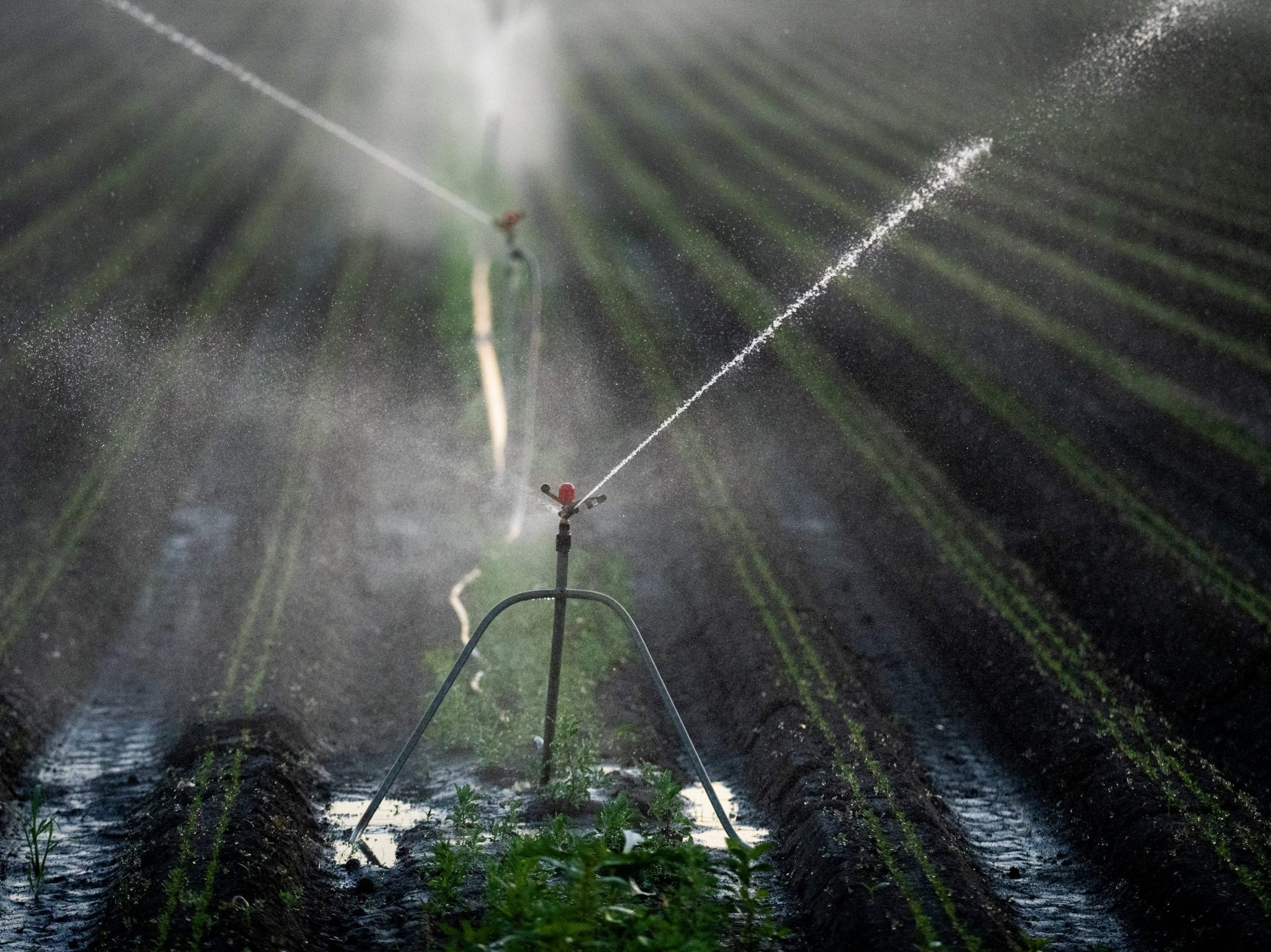 Die Bewässerung in der NÖ Landwirtschaft könnte künftig zur Herausforderung werden. Die Bewässerung in der NÖ Landwirtschaft könnte künftig zur Herausforderung werden.