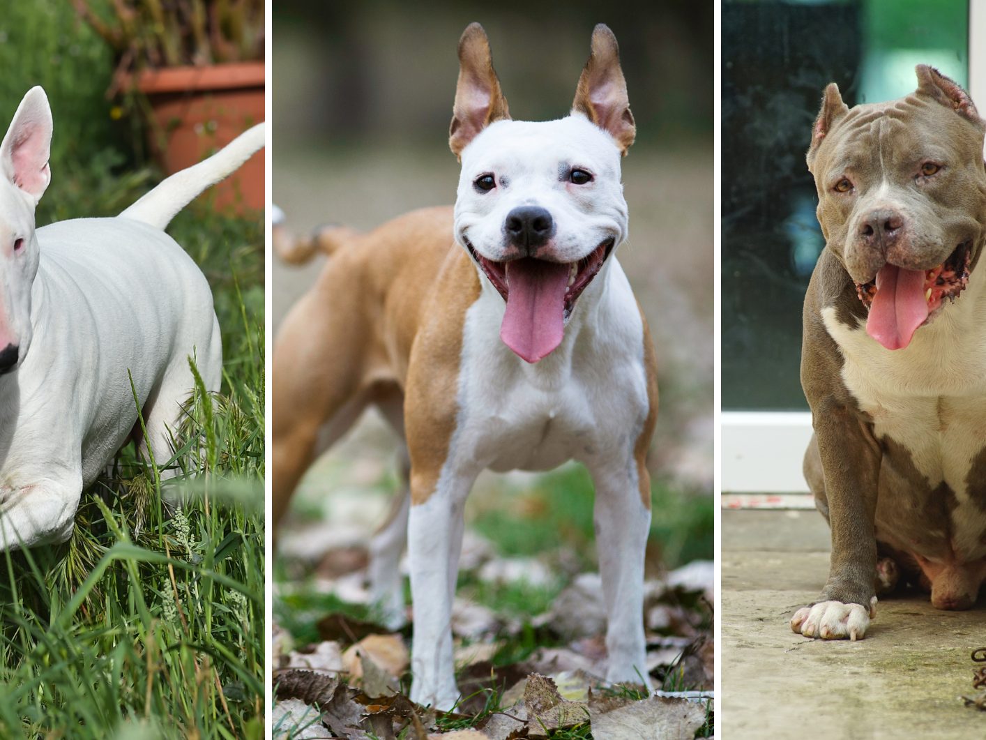Der Entwurf für das Hundehaltegesetz sieht diese Rassen als gefährlich an. Der Entwurf für das Hundehaltegesetz sieht diese Rassen als gefährlich an.