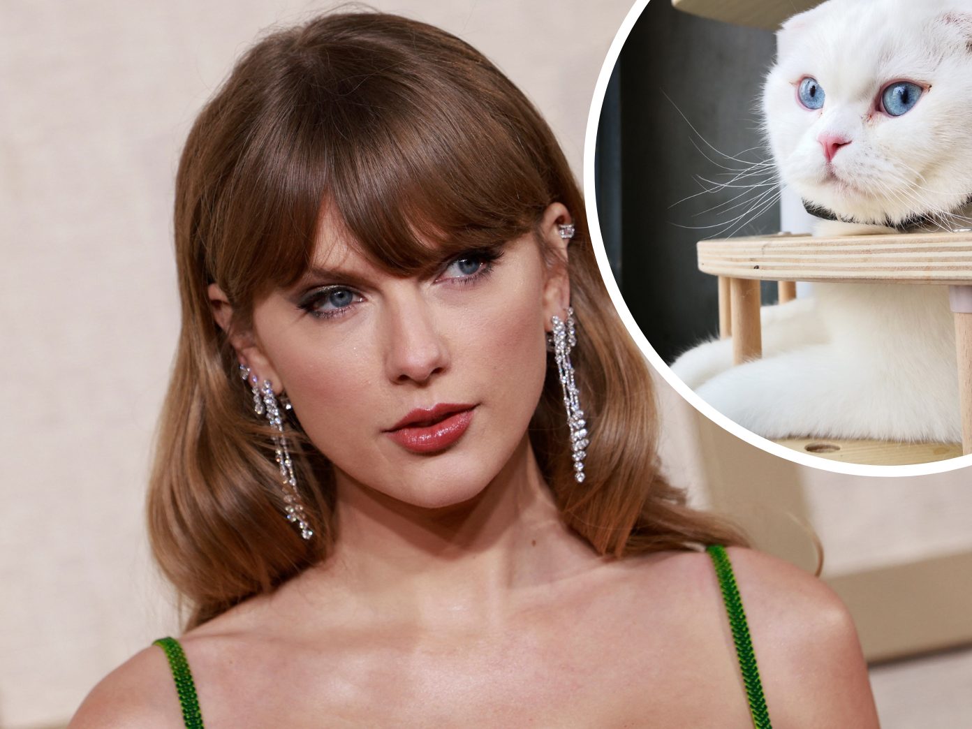 Taylors Katze ist richtig dick im Geschäft.