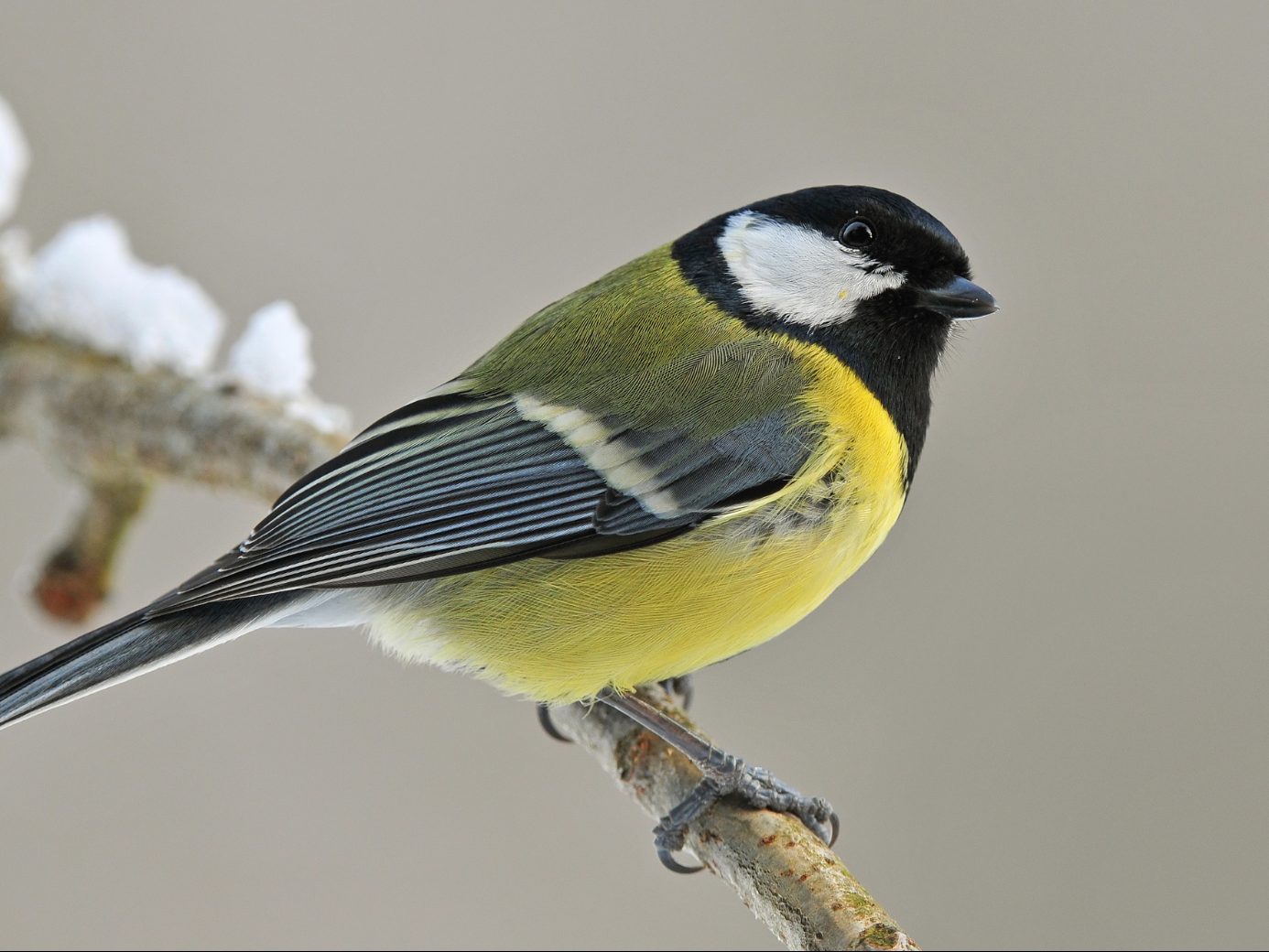 Die Wintervogelzählung hat einen Teilnahmerekord verbucht.