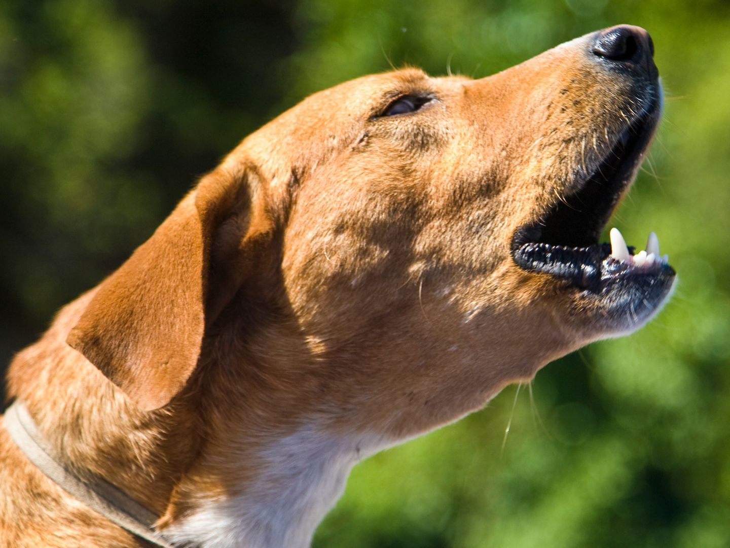 Der Hund des Opfers verscheuchte die Täter.