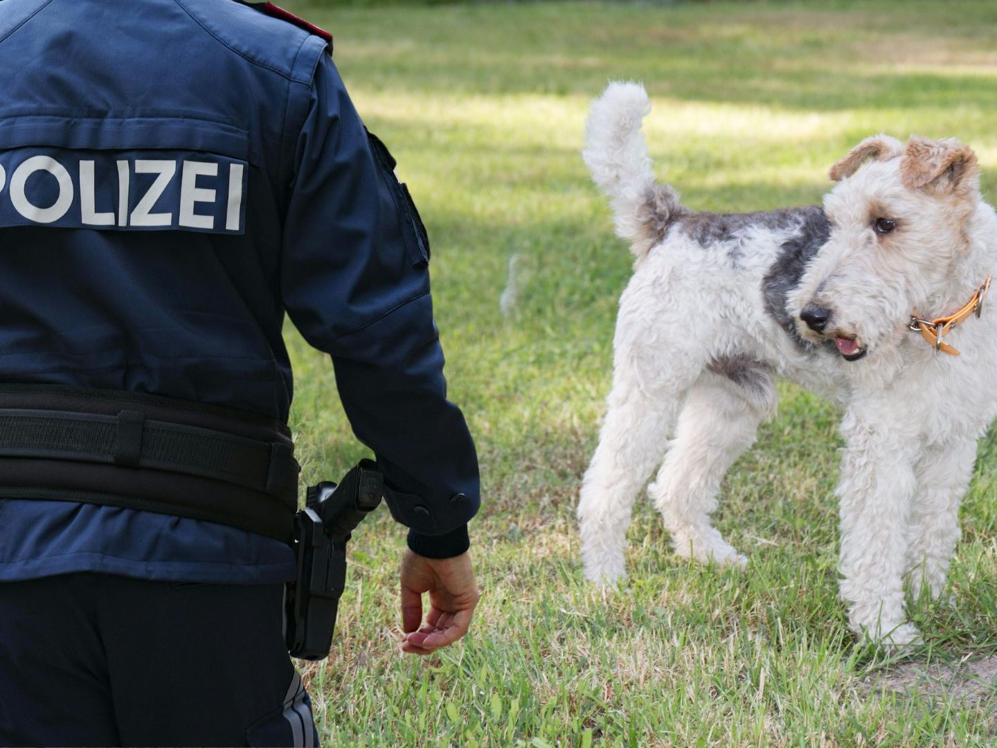 Der Hund konnte eingefangen werden, dabei wurde jedoch ein Polizist verletzt.