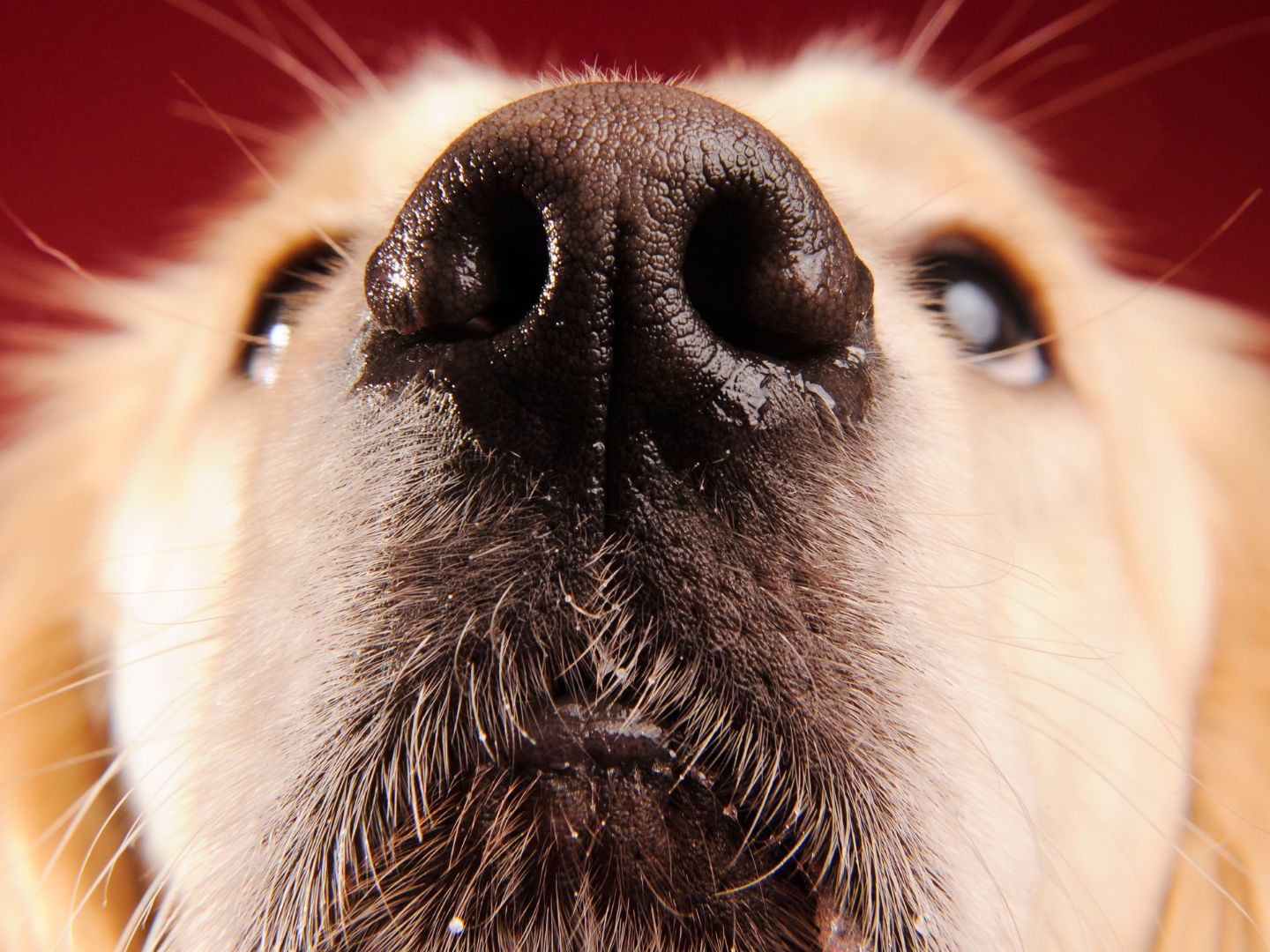 Darum haben Hunde immer nasse Nasen.