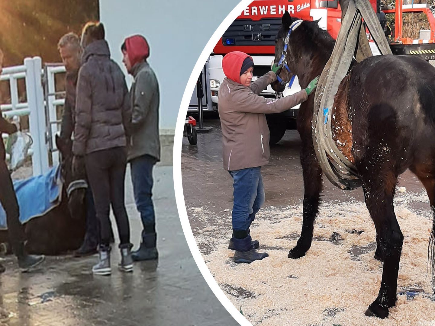 Hengst "Wertiko" konnte wieder auf die Beine gestellt werden. Hengst "Wertiko" konnte wieder auf die Beine gestellt werden.