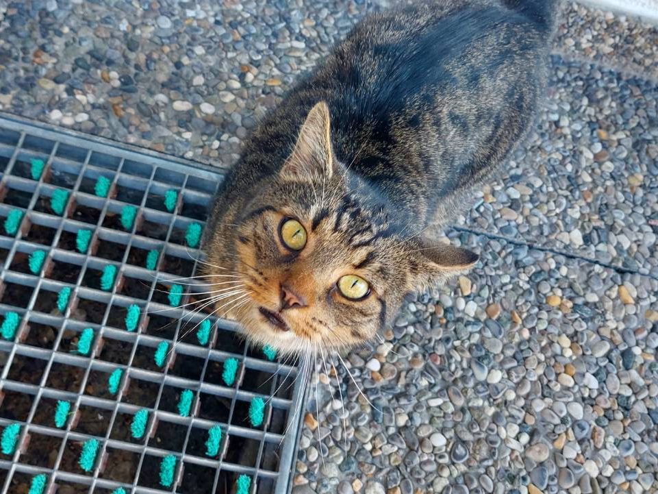 Kater Bruno