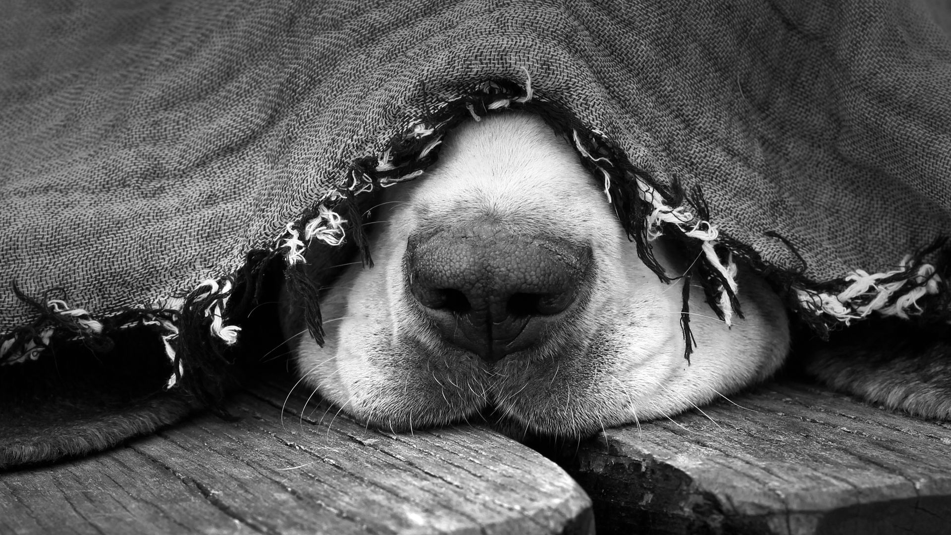 Hunde sind mit etwa 125 bis 300 Millionen Riechzellen, je nach Rasse, ausgestattet. Hunde sind mit etwa 125 bis 300 Millionen Riechzellen, je nach Rasse, ausgestattet.