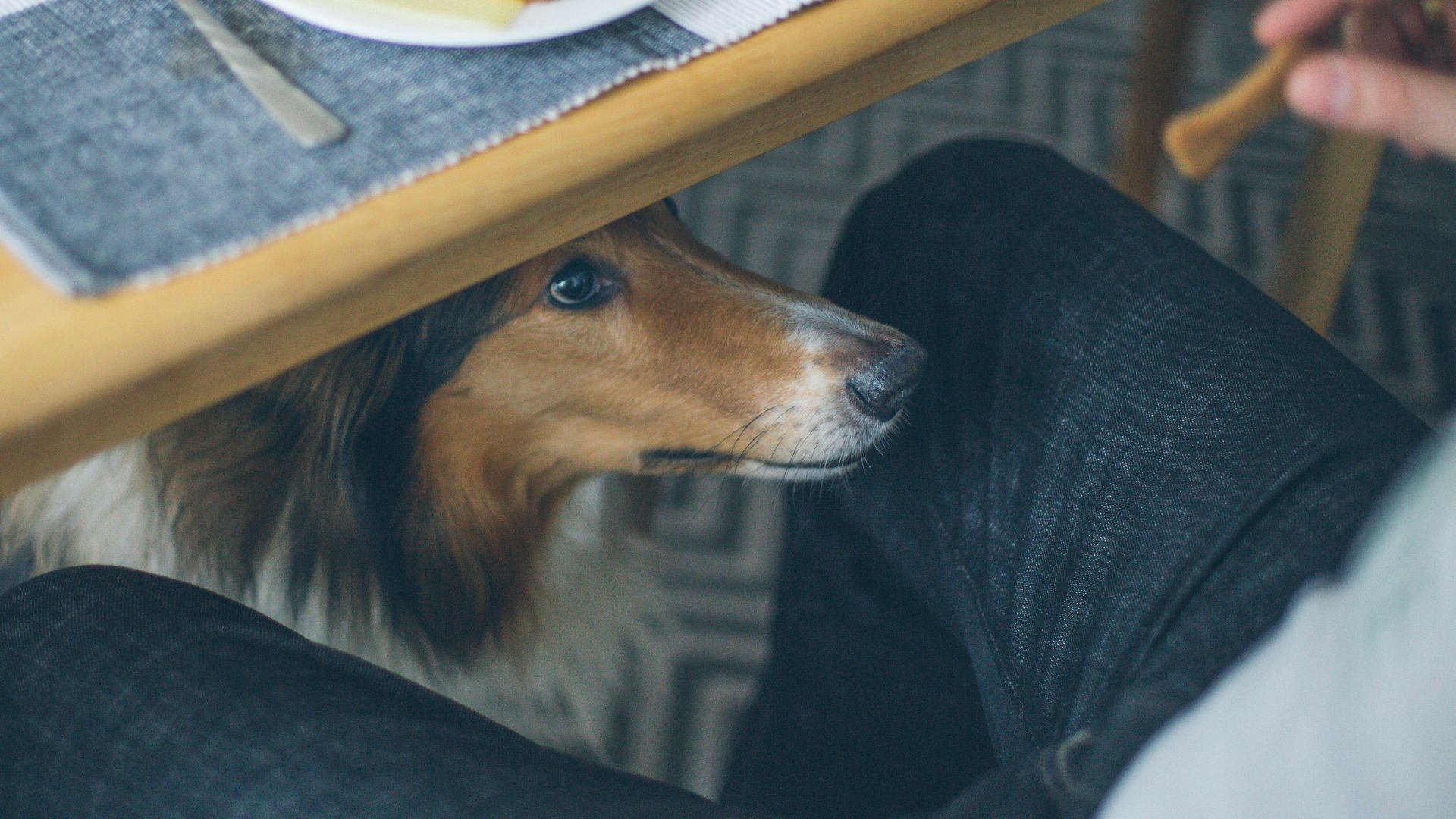 Das Verhalten von Hunden, bei der Begrüßung den Genitalbereich von Menschen zu beschnuppern, ist ein ganz natürliches und normales Verhalten. Das Verhalten von Hunden, bei der Begrüßung den Genitalbereich von Menschen zu beschnuppern, ist ein ganz natürliches und normales Verhalten.