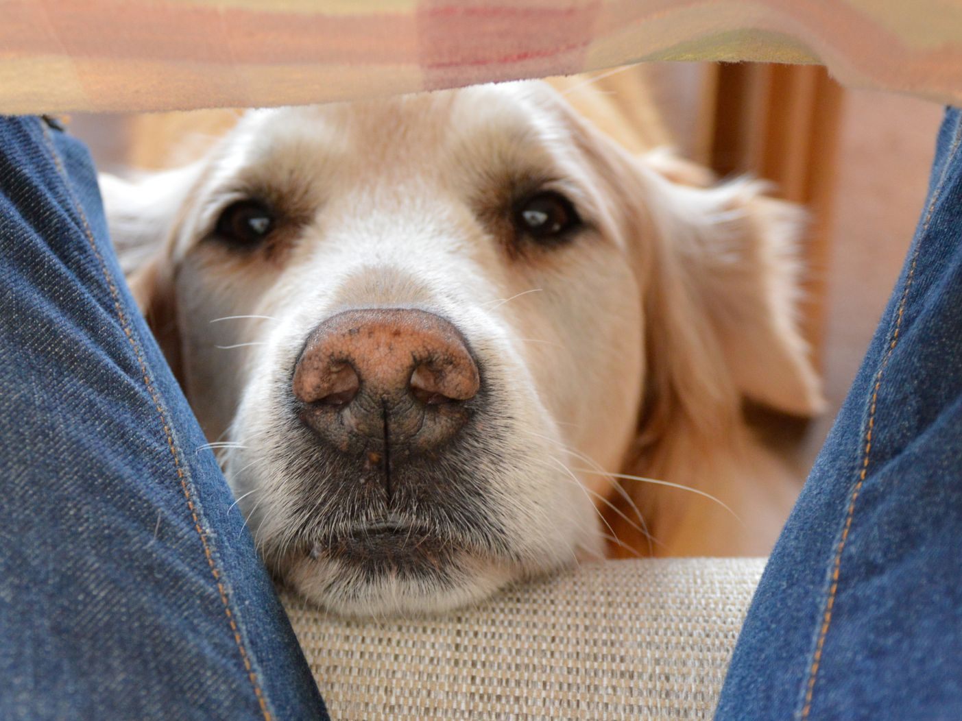 Menschliche Genitalien wirken auf Hunde anziehend. Menschliche Genitalien wirken auf Hunde anziehend.