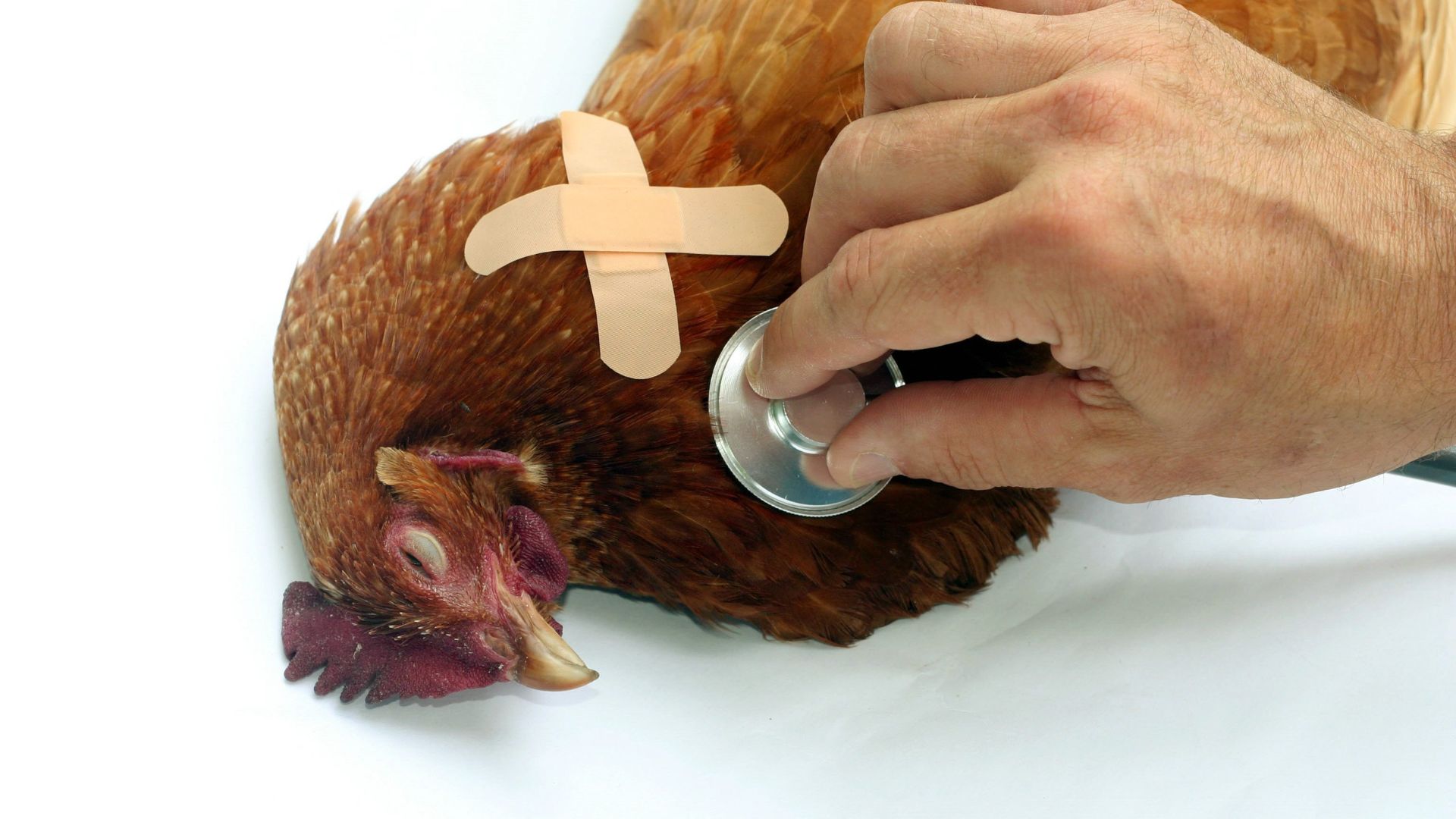 Die Vogelgrippe tritt in Österreich in verschiedenen Regionen auf, und es gibt Gebiete mit erhöhtem und stark erhöhtem Risiko. In diesen Gebieten gelten zusätzliche Sicherheitsmaßnahmen​