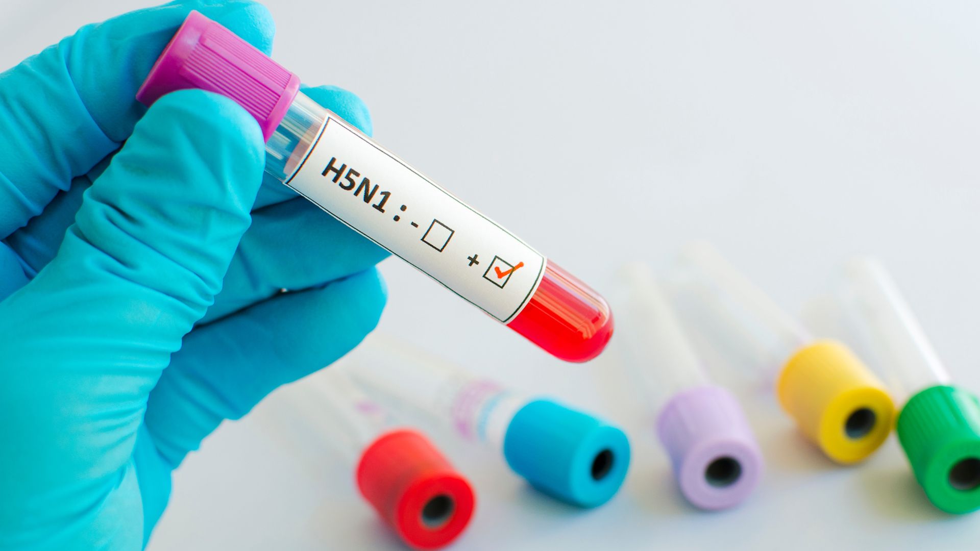 Der Virus kann schwere Schäden in den Organen hervorrufen, vor allem in Lungen und Nieren, was letztendlich zum Tod führt. Die hohe Virulenz von Stämmen wie H5N1 führt oft zu einer schnellen Verschlechterung des Gesundheitszustandes der infizierten Tiere.