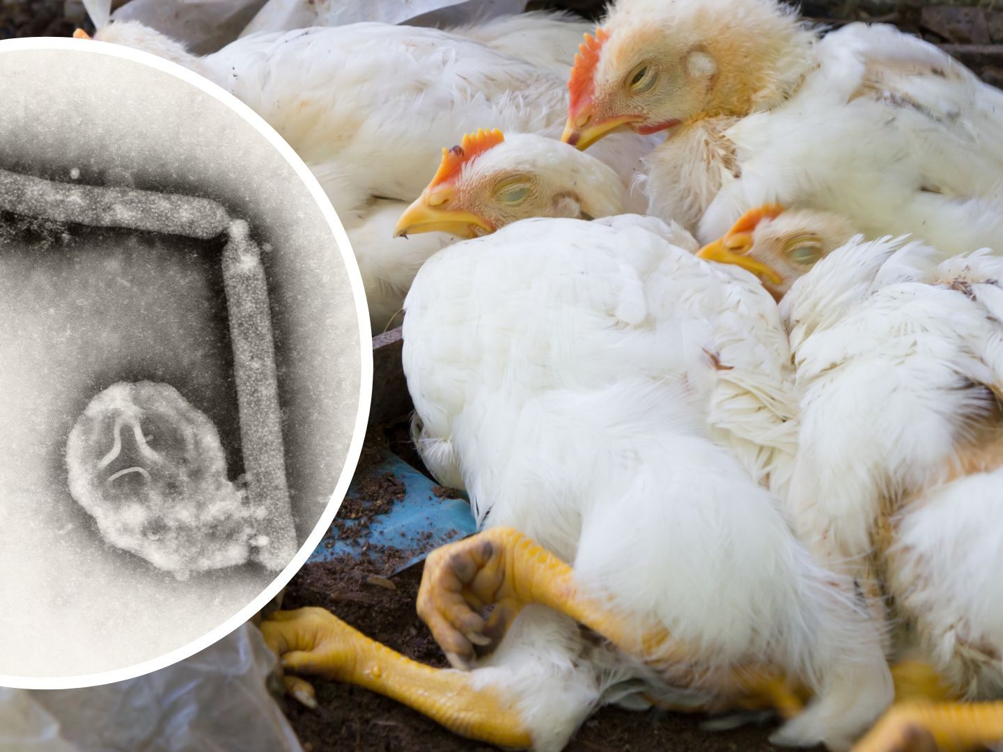 H5N1 betrifft hauptsächlich Vögel, insbesondere Geflügel wie Hühner und Enten. Es hat das Potenzial, auch Säugetiere, einschließlich Menschen, zu infizieren, obwohl solche Fälle selten sind.