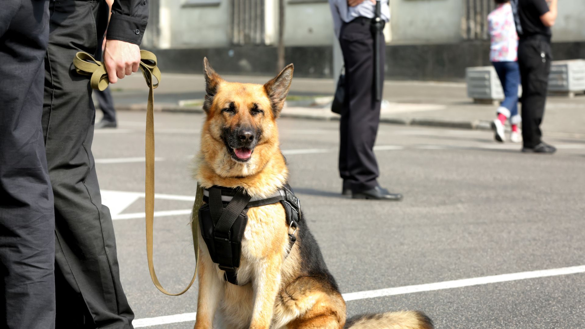 Ein Polizeihund namens „Schimanski“ wurde eingesetzt, um den Schulhof nach weiteren Spuren abzusuchen.