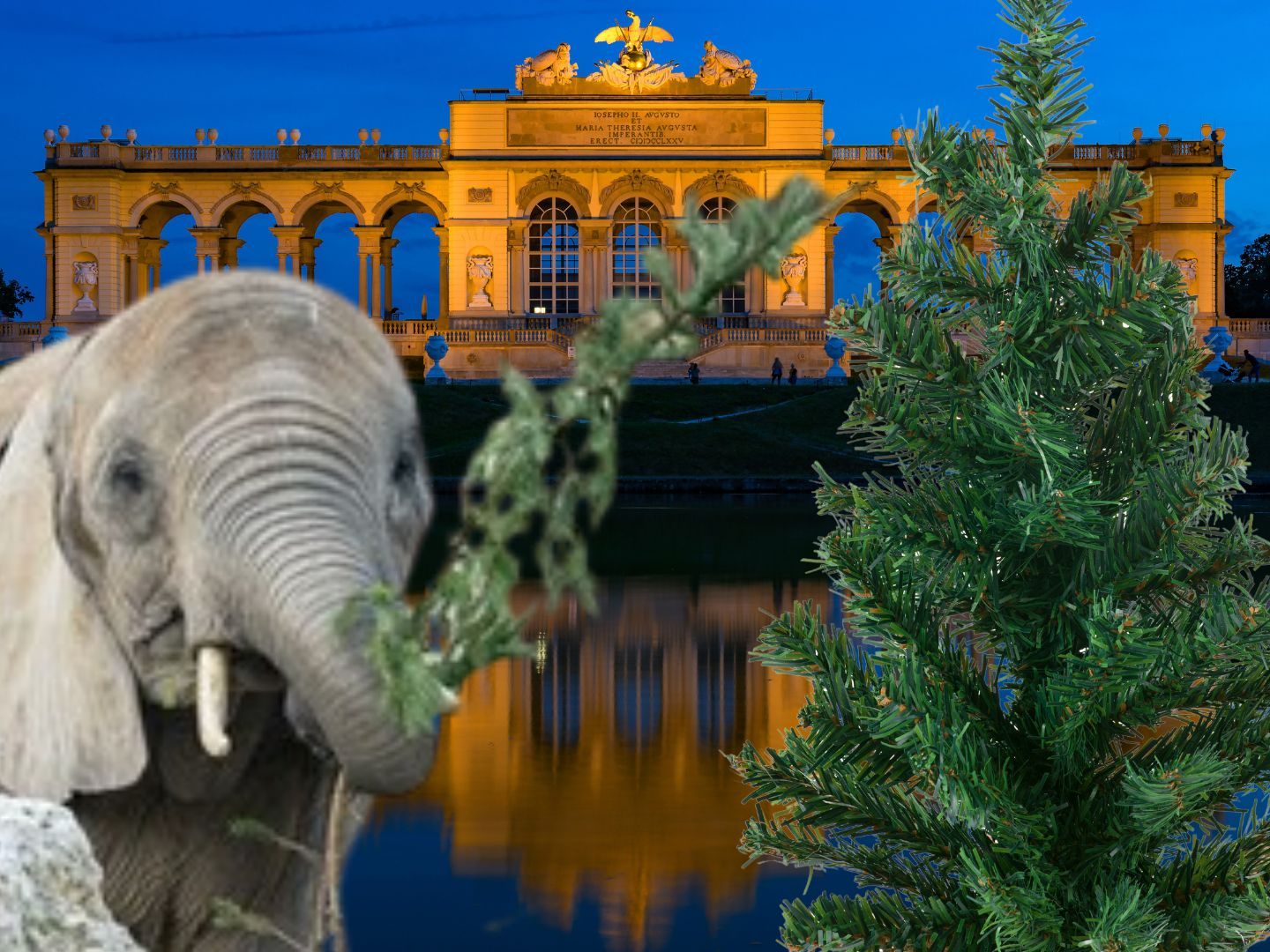 Der Tiergarten Schönbrunn bekam einen Christbaum für die Elefanten