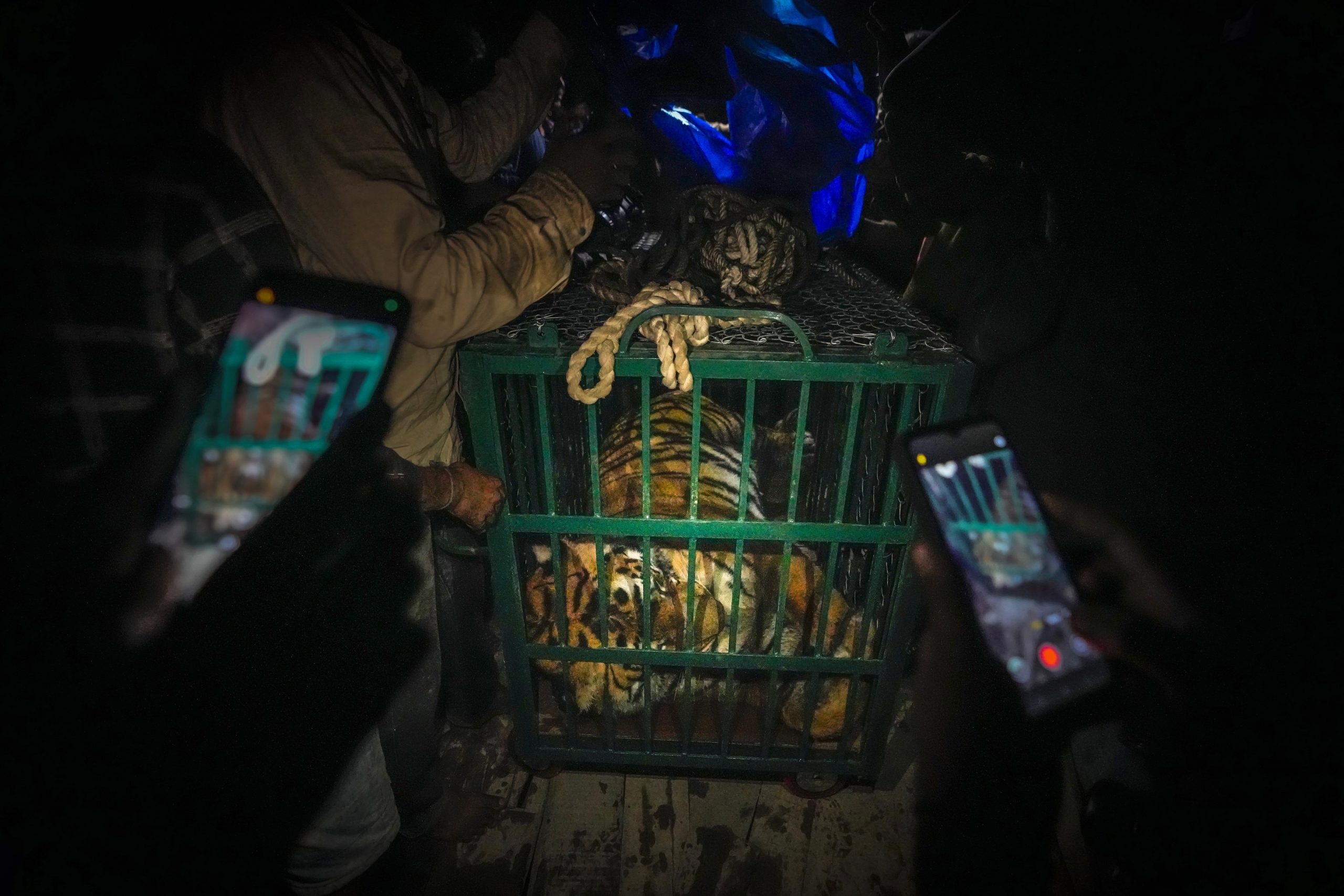 Ein ausgewachsener Königlicher Bengalischer Tiger wird in einen Käfig gesetzt, nachdem er am Dienstag, den 20. Dezember 2022, von Forstbeamten in Guwahati, Indien, betäubt wurde. Der Tiger suchte Schutz zwischen zwei riesigen Felsen am Ufer einer Insel, nachdem er durch die Insel geschwommen war Brahmaputra-Fluss. (AP Photo/Anupam Nath)