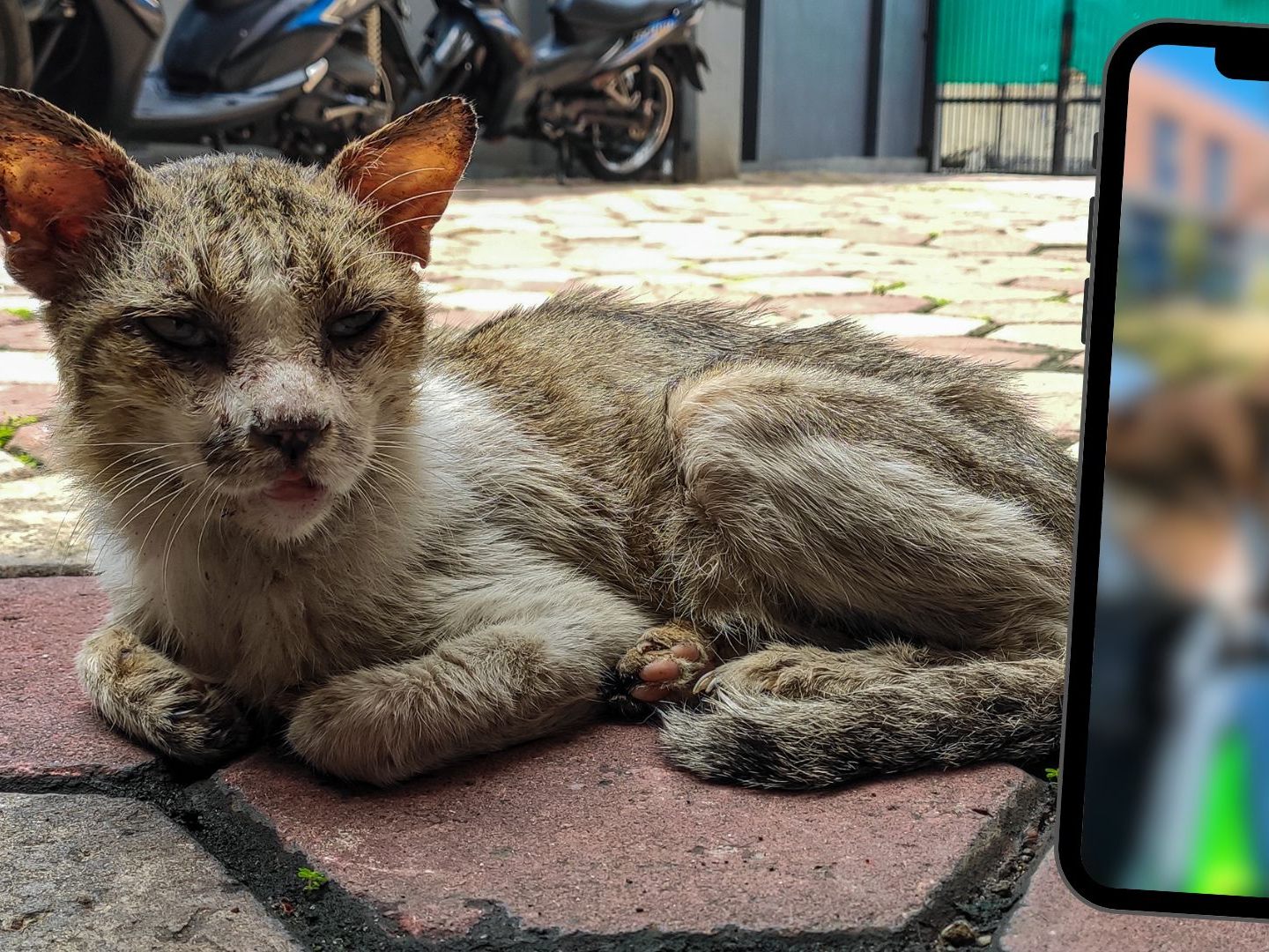 Das Video zeigt eine Person, die mithilfe eines ferngesteuerten Autos Katzen füttert.