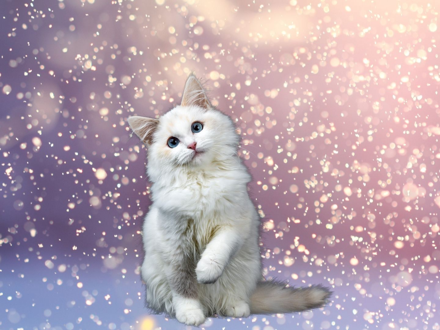 Das Video des Tages zeigt eine verspielte Katze, die voller Freude und Geschicklichkeit im Winterwunderland Schneeflocken fängt.