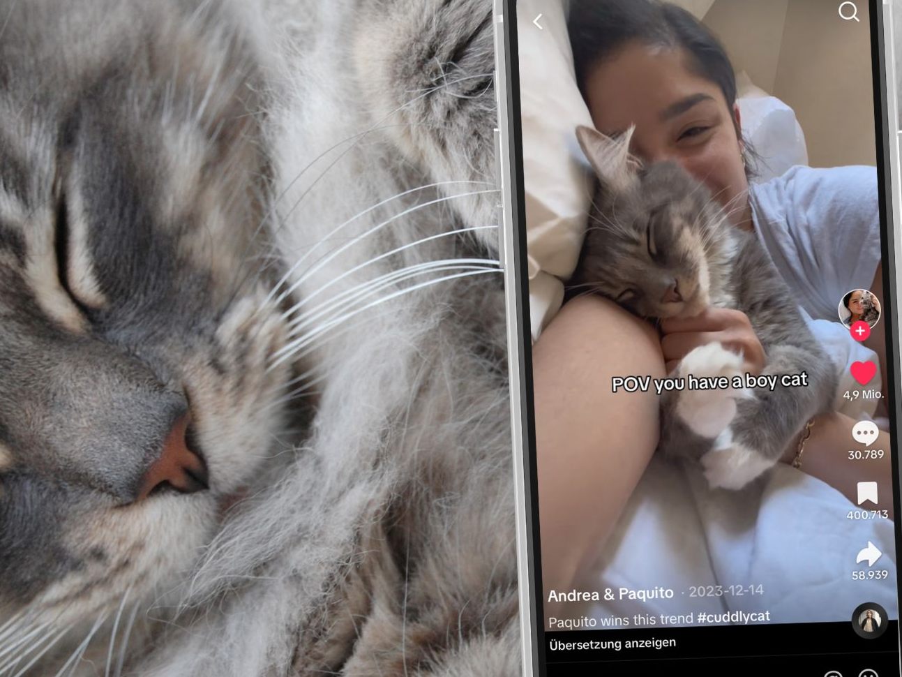 Eine besondere Katze namens Paquito erobert mit ihrer verkuschelten Art die Herzen der TikTok-Nutzer. Eine besondere Katze namens Paquito erobert mit ihrer verkuschelten Art die Herzen der TikTok-Nutzer.
