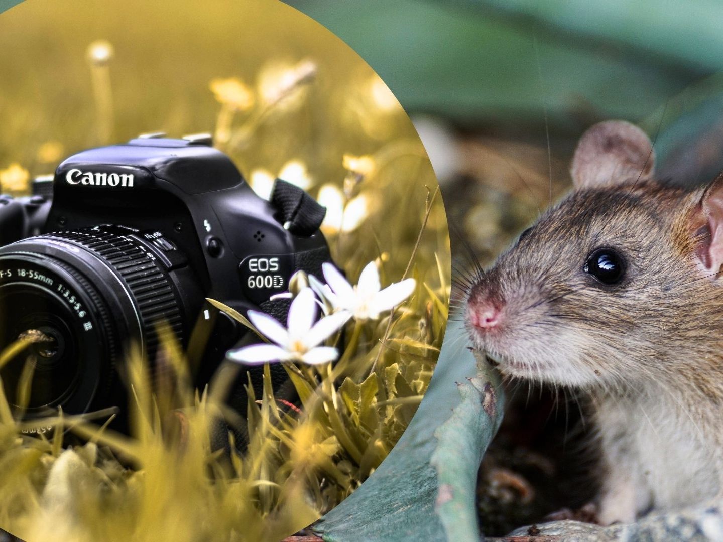 Julian Red stellt auf Instagram süße Fotos von Eichhörnchen und anderen kleinen Tieren vor.