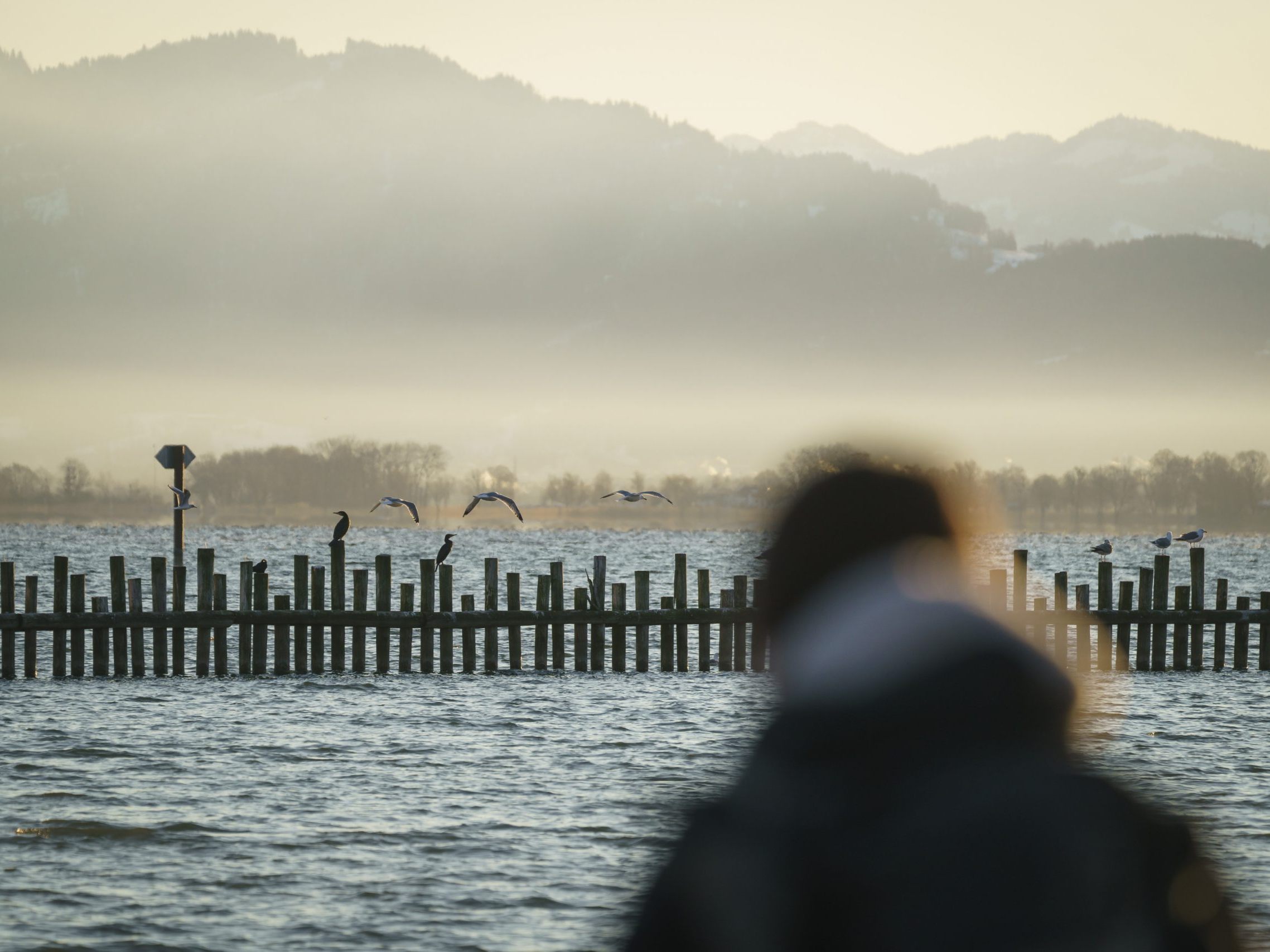 Am 3. Februar 2024 geht’s zum Birdwatching an den Bodensee. Am 3. Februar 2024 geht’s zum Birdwatching an den Bodensee.