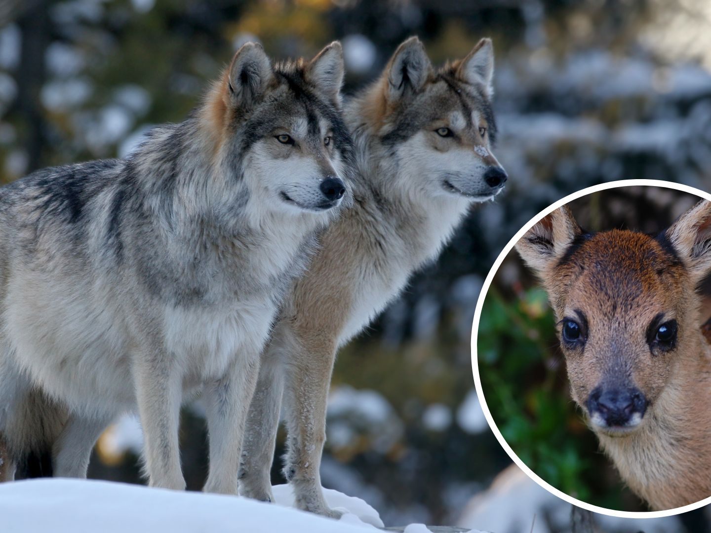 Wolfsnachweis im Steg (FL) am 20. Januar Wolfsnachweis im Steg (FL) am 20. Januar