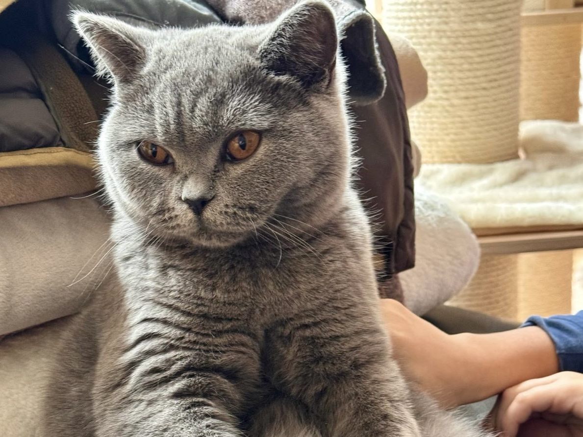 Simba