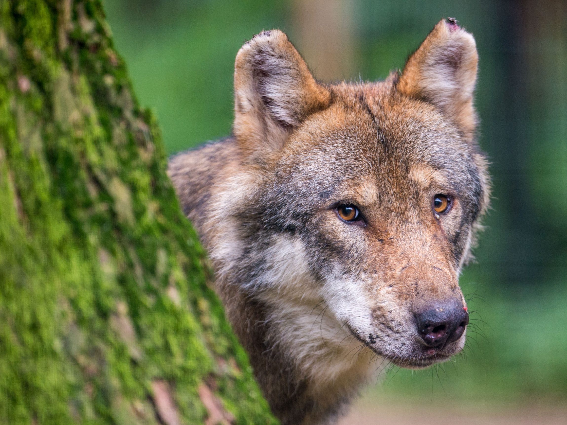 Wölfe könnte bald bei der Krebsheilung helfen.