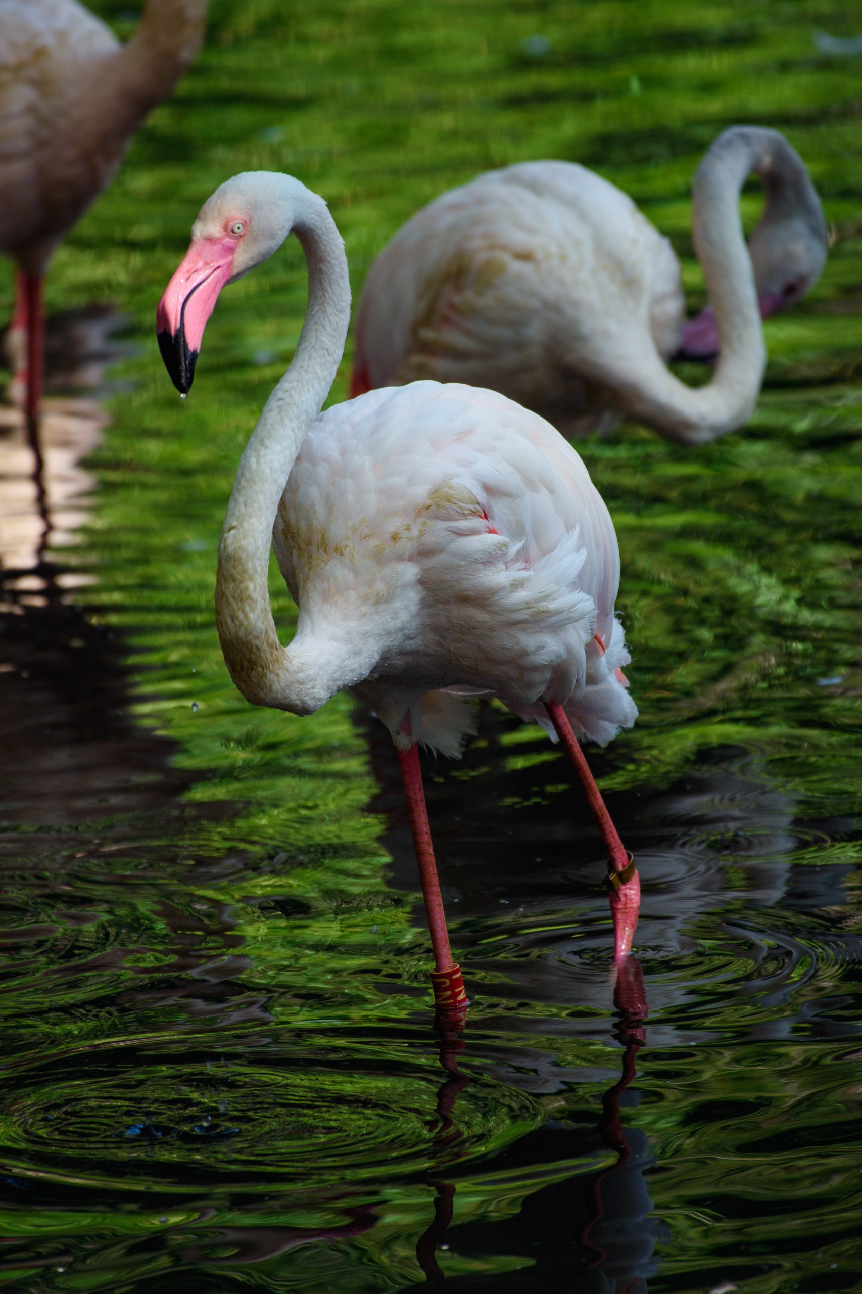 Der Flamingo Ingo steht an einem Vormittag im Sonnenlicht in einem kleinen See im Berliner Zoo neben seinen Artgenossen. Der Flamingo Ingo steht an einem Vormittag im Sonnenlicht in einem kleinen See im Berliner Zoo neben seinen Artgenossen.