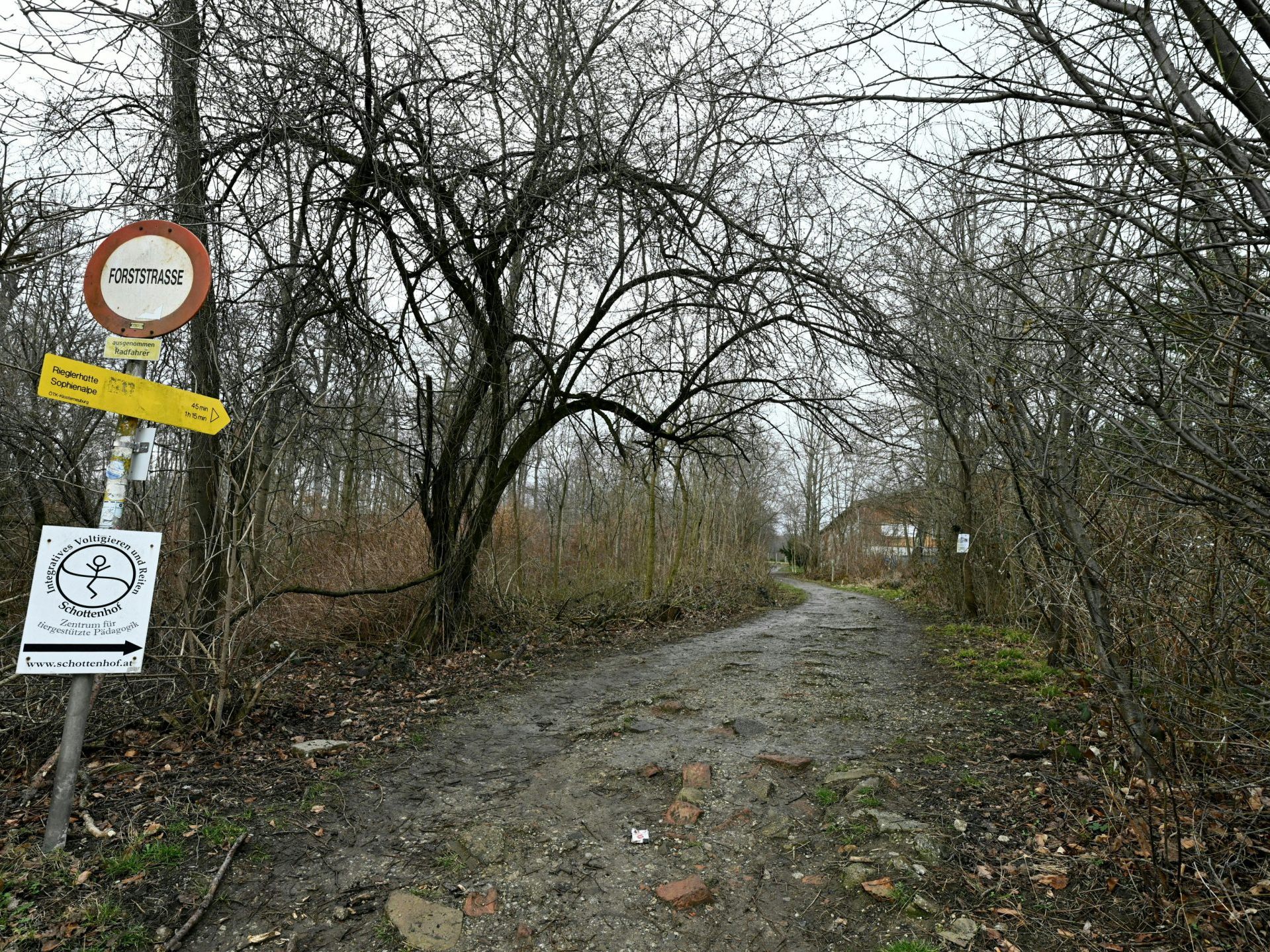 In einem Waldstück wurde die Leiche einer Frau entdeckt. In einem Waldstück wurde die Leiche einer Frau entdeckt.