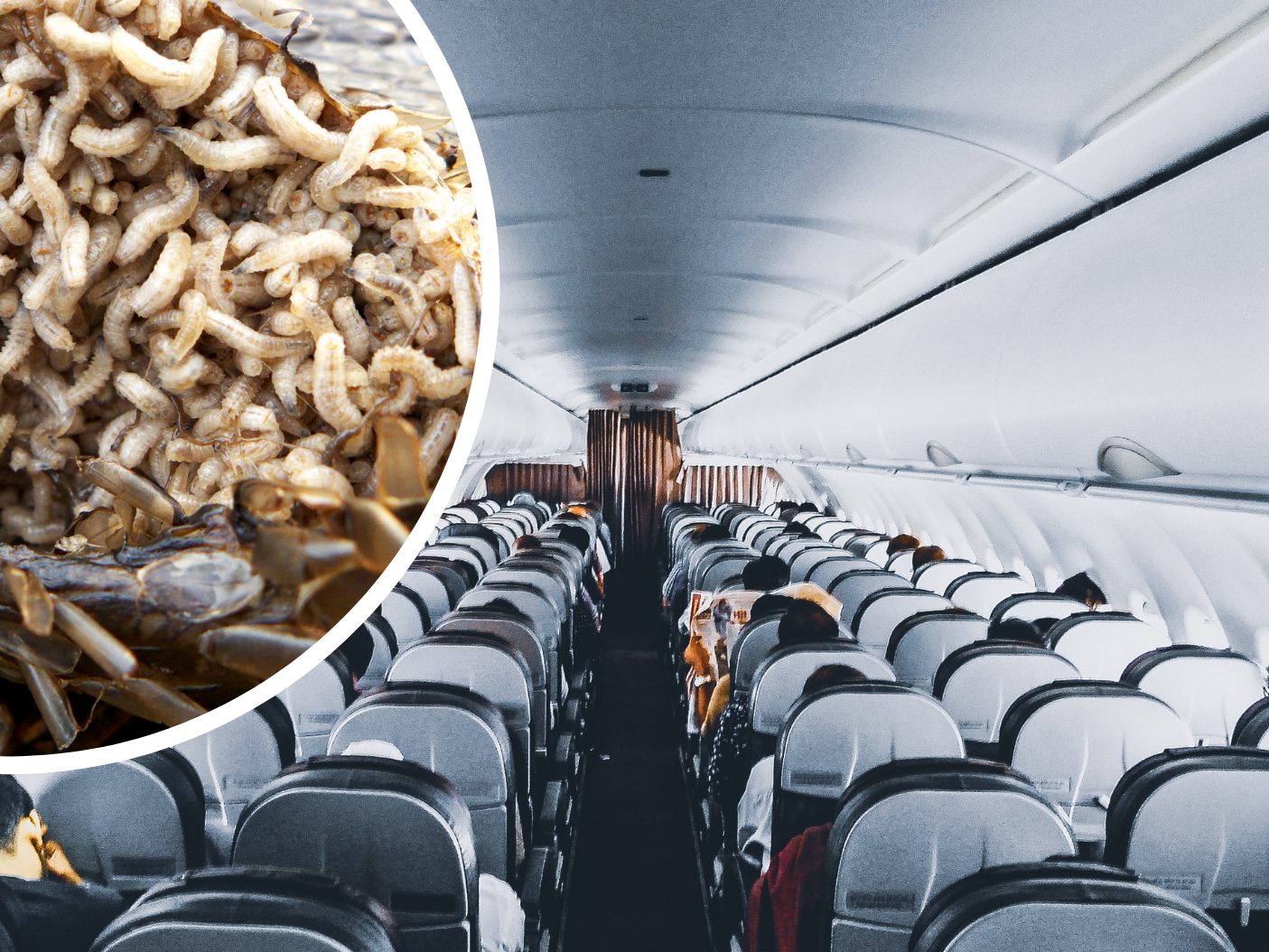 Die Maden fielen aus einem Gepäckfach auf die Passagiere. Die Maden fielen aus einem Gepäckfach auf die Passagiere.