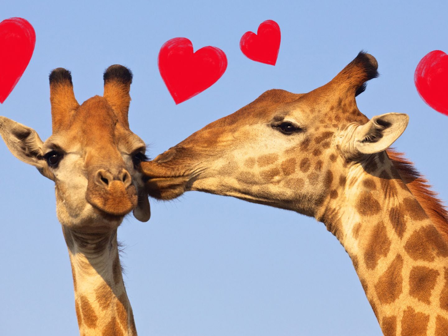Tipp für Paare am Valentinstag: Ein Besuch im Tiergarten Schönbrunn.
