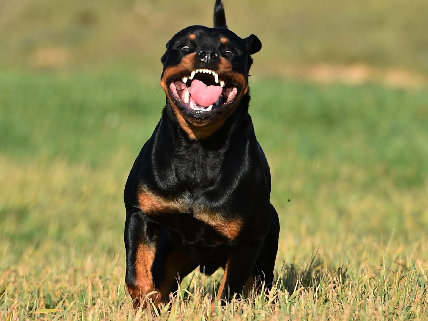 Die Hunde waren aus einem Haus in der Nähe entlaufen.