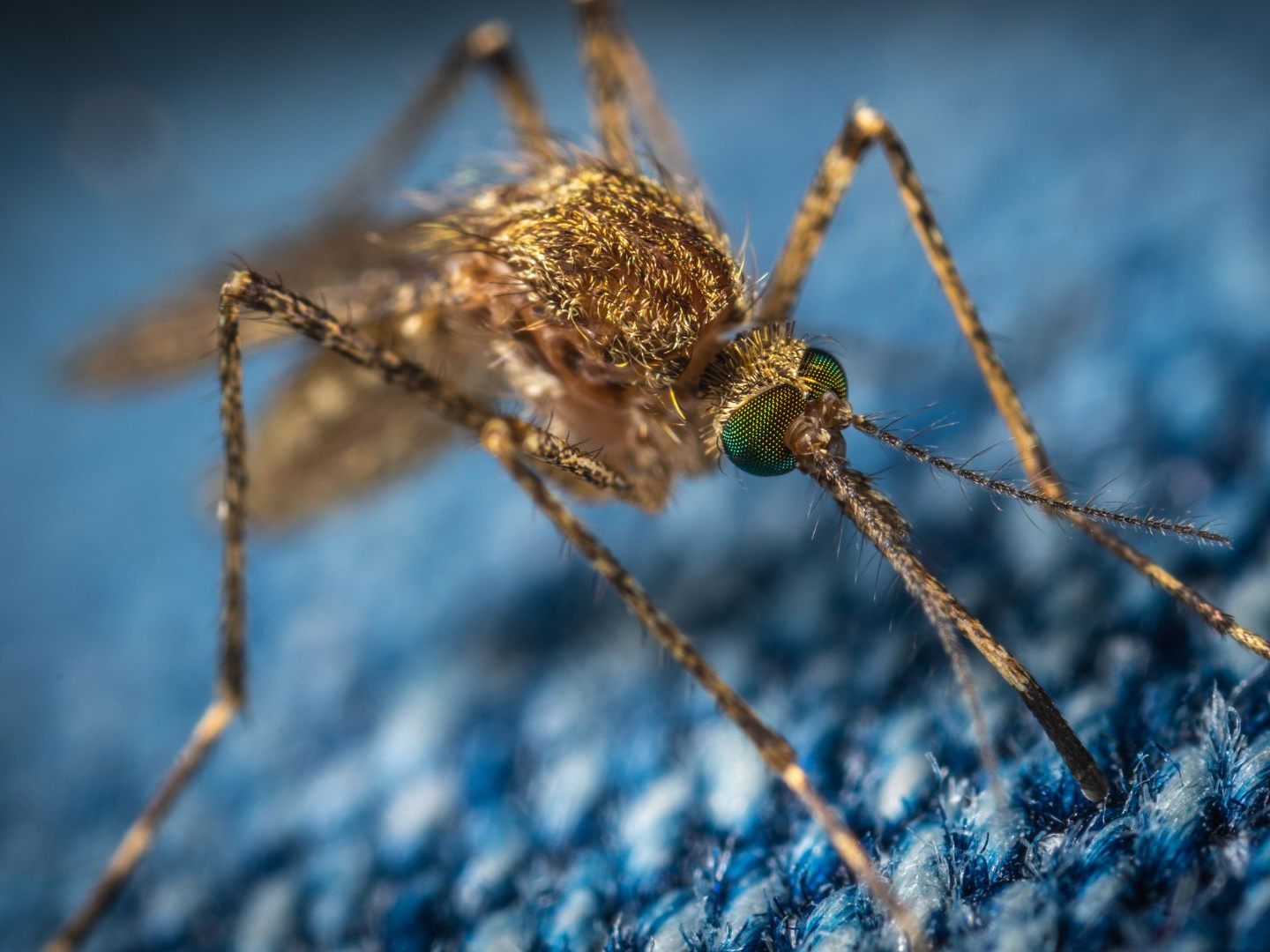 Das West-Nil-Virus wird durch Gelsenstiche übertragen. Das West-Nil-Virus wird durch Gelsenstiche übertragen.