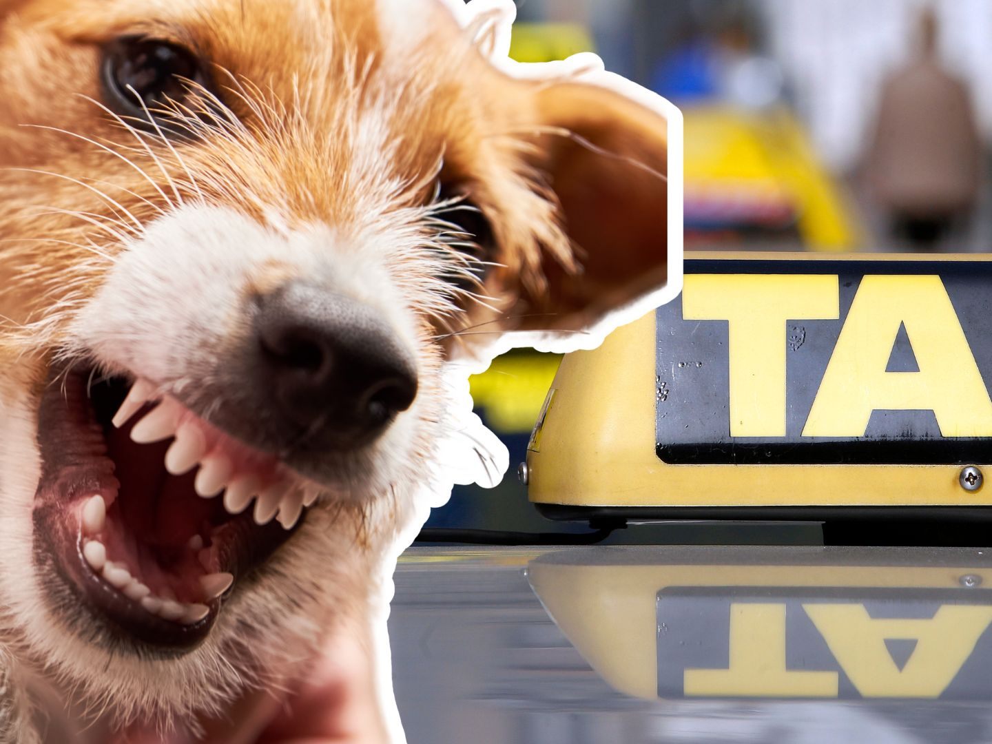 Der Hund der 31-Jährigen biss den Taxler und einen Polizisten.
