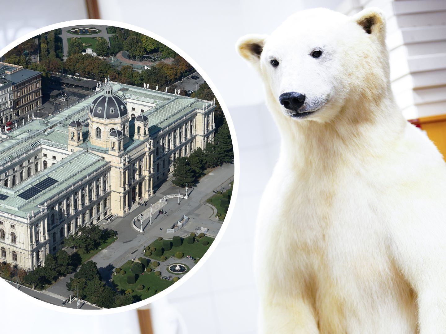 Das Naturhistorische Museum Wien informiert zum Welteisbärentag.