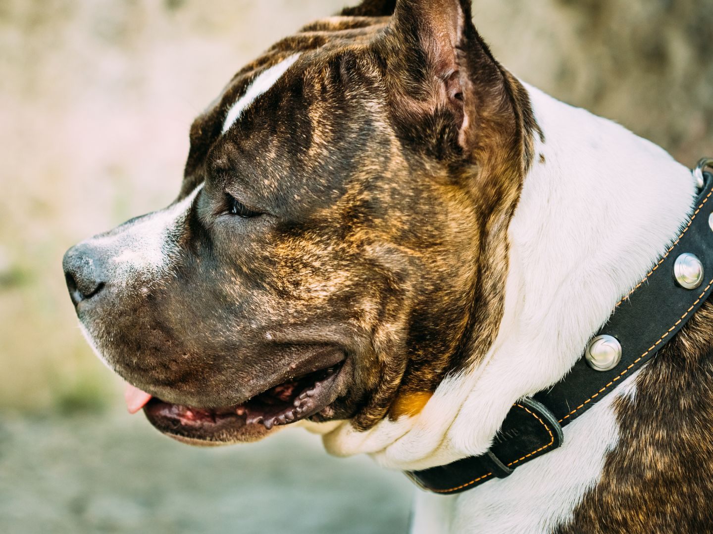 Ein American Staffordshire Terrier attackierte eine Frau und ihren Hund. Ein American Staffordshire Terrier attackierte eine Frau und ihren Hund.