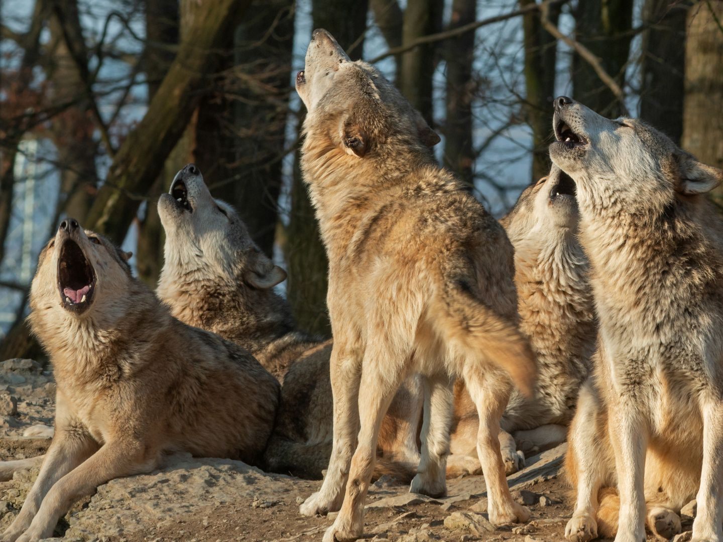Aktuell streifen fünf Wolfsrudel durch Österreich.