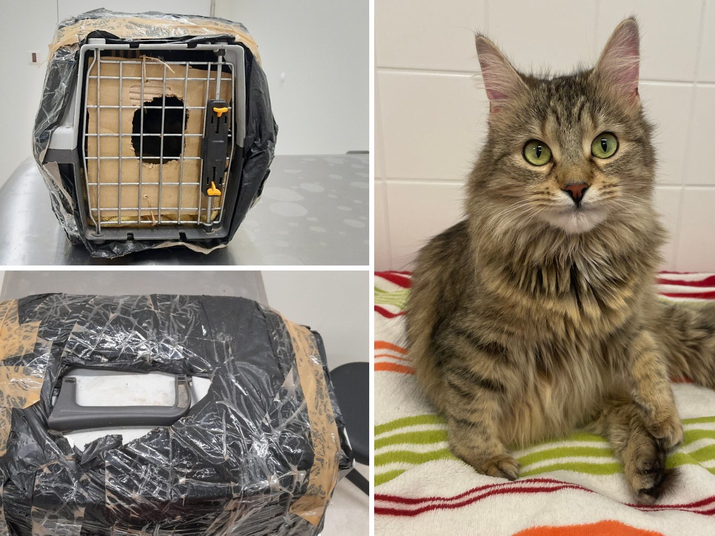 Die sechsjährige Katze Elfie wurde am Wiener Hauptbahnhof ausgesetzt. Die sechsjährige Katze Elfie wurde am Wiener Hauptbahnhof ausgesetzt.