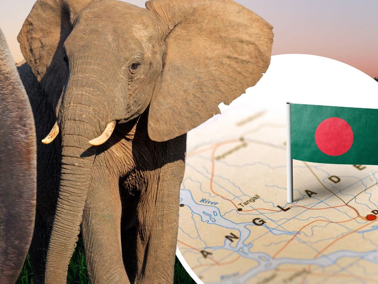 Ein Gericht in Bangladesch hat in einem wegweisenden Urteil das Einfangen und Domestizieren wilder Elefanten verboten.