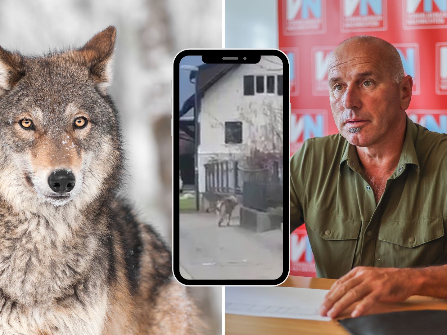 War ein Wolf in Feldkirch unterwegs? Hubert Schatz klärt auf.